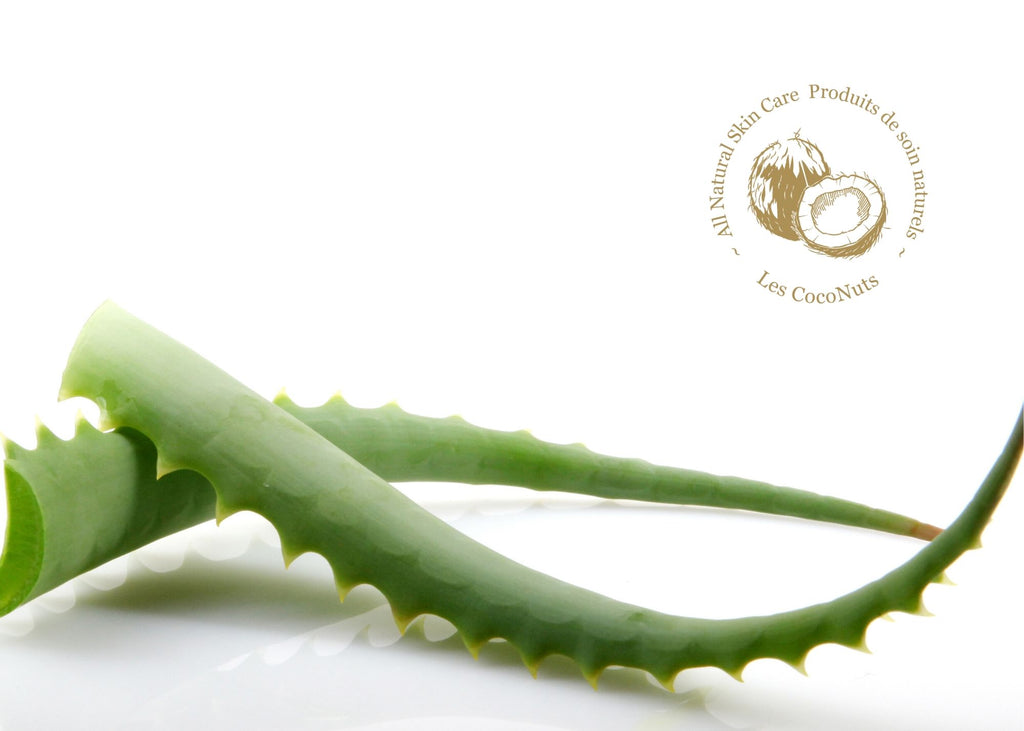 L’aloe vera : la plante SOS pour votre peau